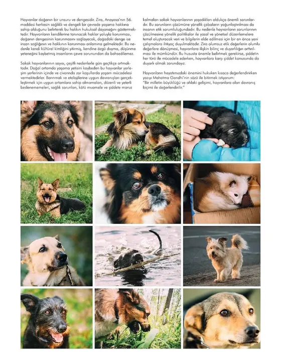 Zirvedekiler Dergisi — Animal Rights in Turkish Law, 1